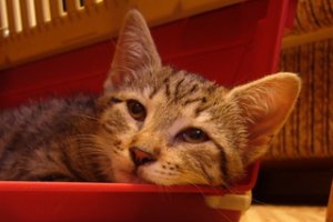 Sepia - kociczka do adopcji