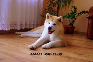 AMAI Hikari Tsuki