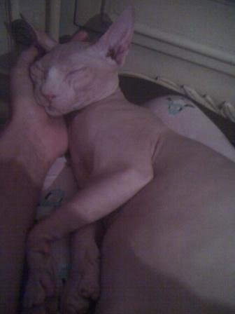 SPHYNX" EDYP"