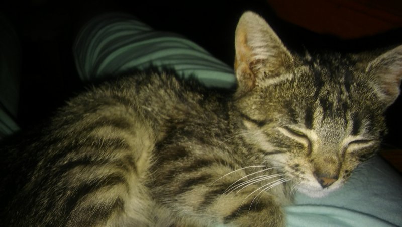 nikita