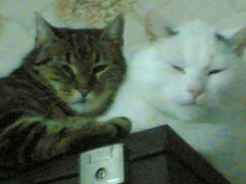 Dyzio i Tygrysica z Wrocławia