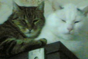 Dyzio i Tygrysica z Wrocławia