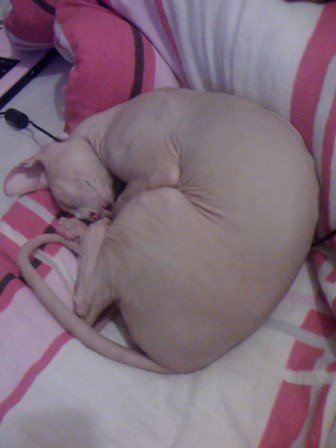  SPHYNX \