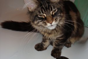 Nasz Tygrysek-Amstrong