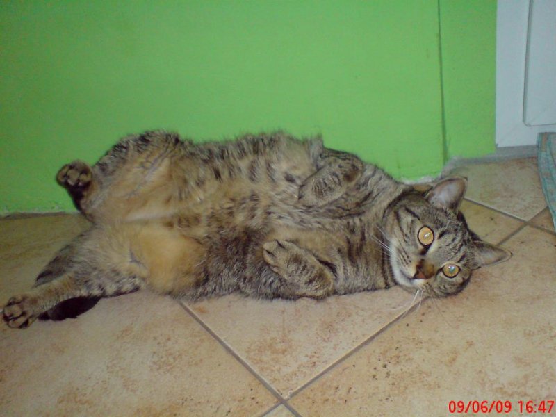 piękny brzuszek mam...