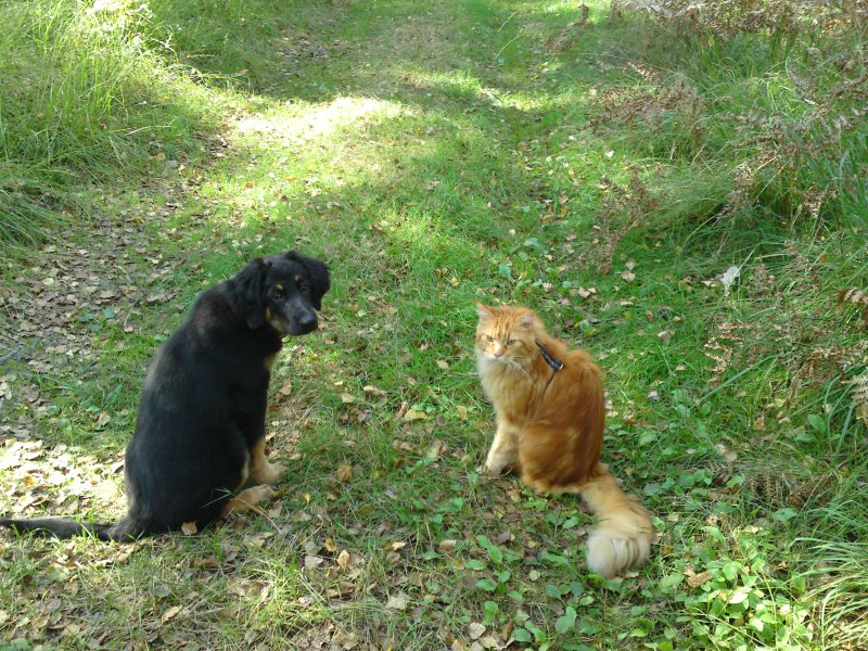 Dolly i Adis na grzybobraniu