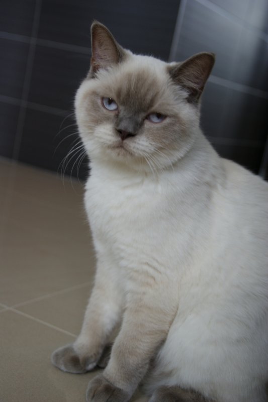 coco1