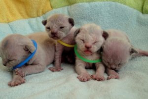 Hodowla ArtemidaRex - Trójmiasto