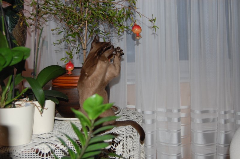 Księżniczka i granaty