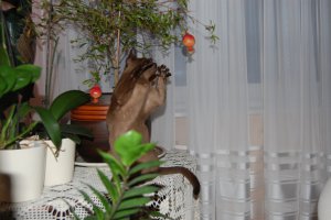 Księżniczka i granaty