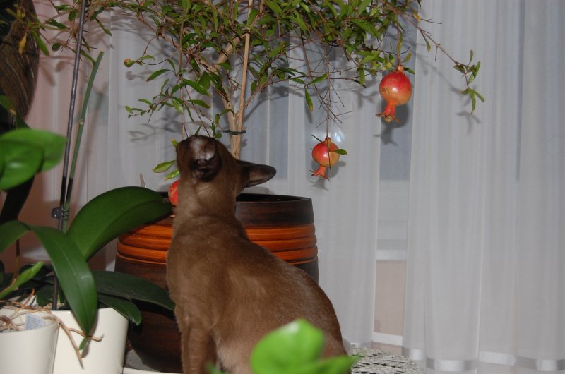 Księżniczna z granatami