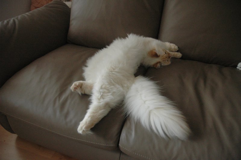 Wyginam śmiało ciało:)