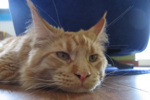 Zbroiłbym coś... jakby mi się chciało :)