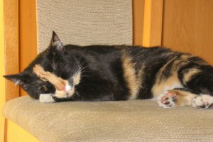 Kizi - poobiednia drzemka