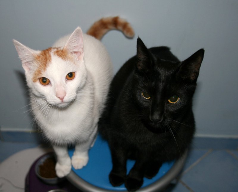 czekając na kolacją