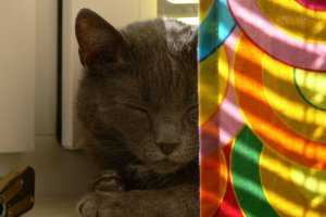 Kitka