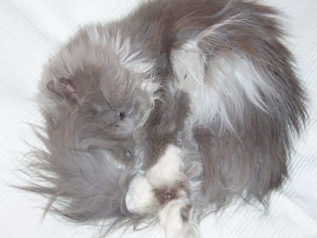 Mrucząca poduszeczka