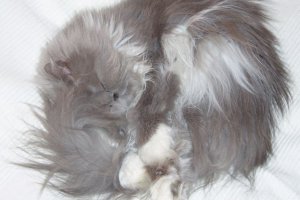 Mrucząca poduszeczka