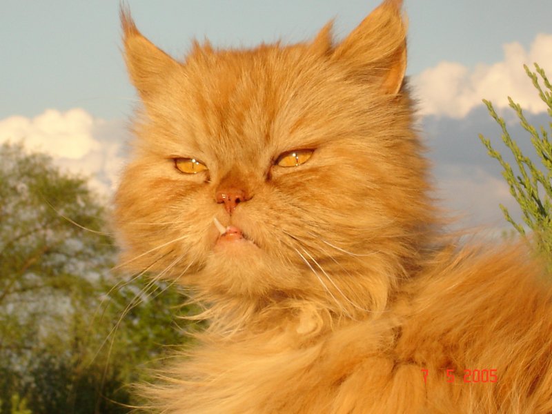 filip  szblozębny:)