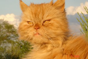 filip  szblozębny:)