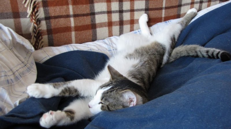 Pułkownik- kot do adopcji!!!