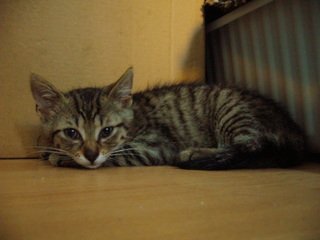 Grizzli - mały kocurek do adopcji