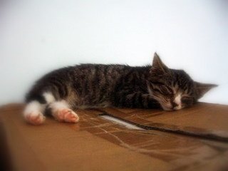 Lotka - kotka do adopcji