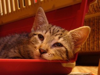 Sepia - kociczka do adopcji