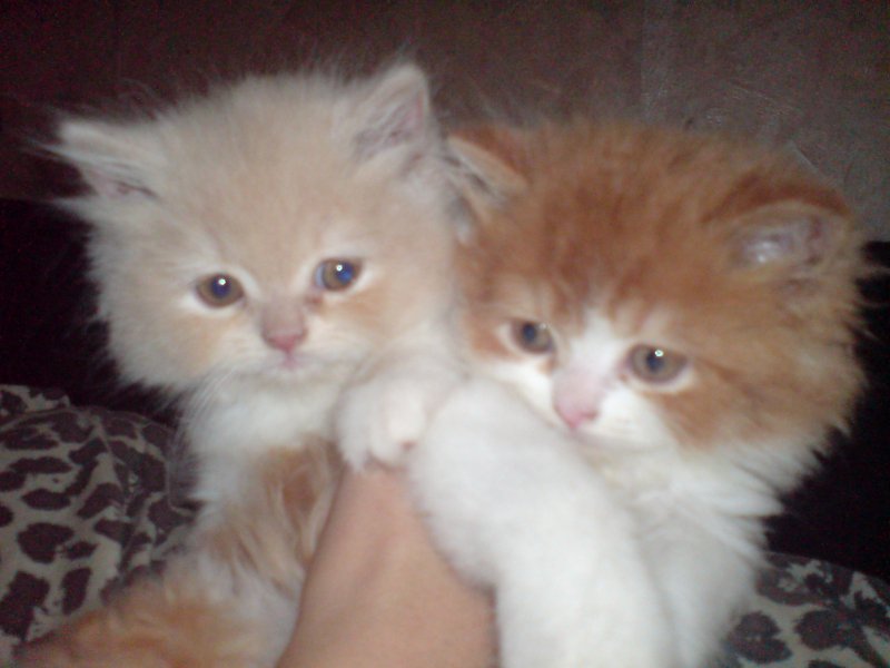 Gerfild i Księżniczka