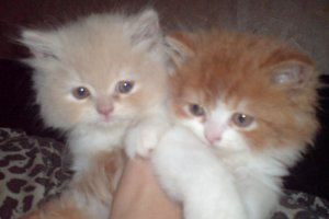 Gerfild i Księżniczka