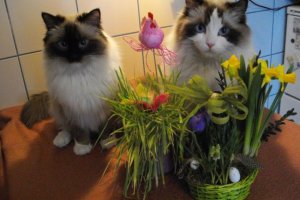 koty wiosenne