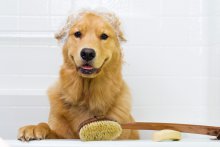 Jak kąpać psa