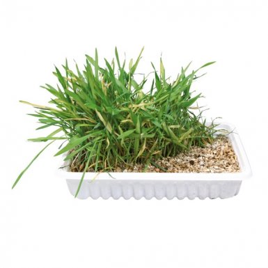 Trixie Nasiona trawy 100g