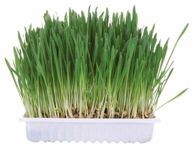 Trixie Trawa dla gryzoni w pojemniku 100g