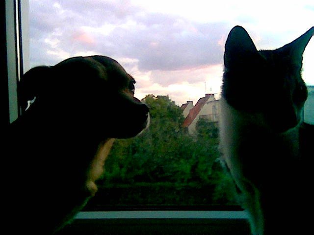 Dwóch Kowbojów w Blasku Zachodzącego Słońca...