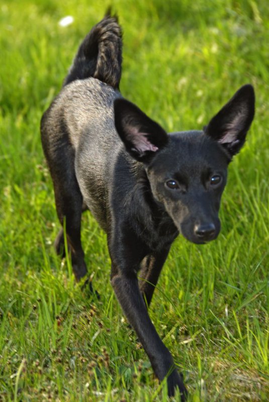Żaba zwana Diabłem Tasmańskim
