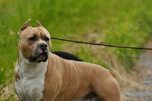 Alta Carya EL BOMBERO NUX