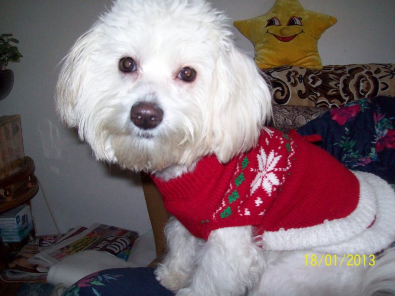 MOJA KOCHANA KAMUSIA