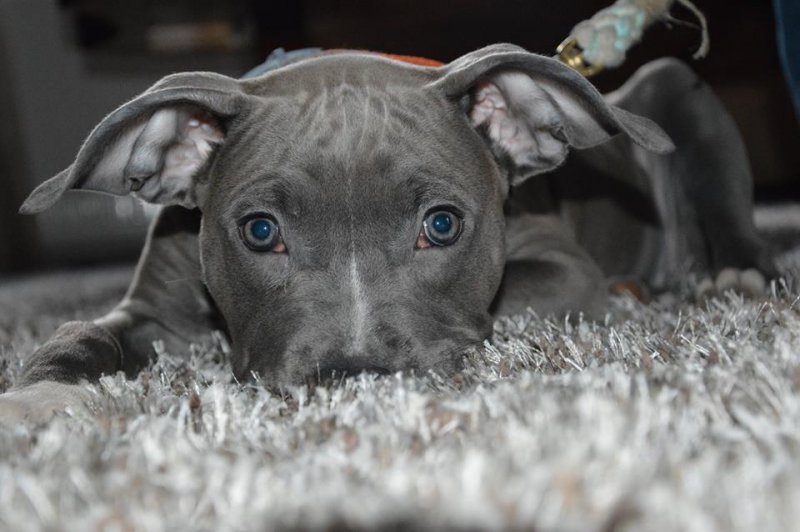 Akila