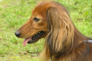 Jamnik Długowłosy Króliczy NOBEL z Łodzi