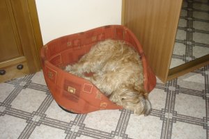 Gaja 3 - w posłanku