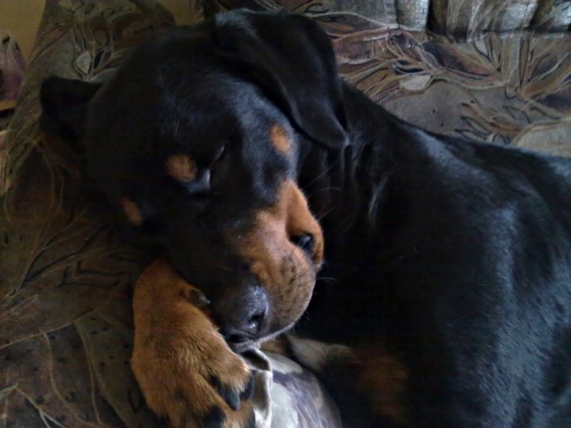 Pobiednia drzemka Paris :)