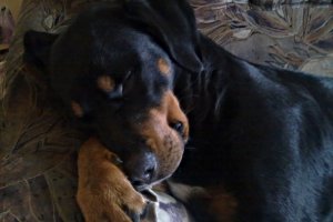 Pobiednia drzemka Paris :)