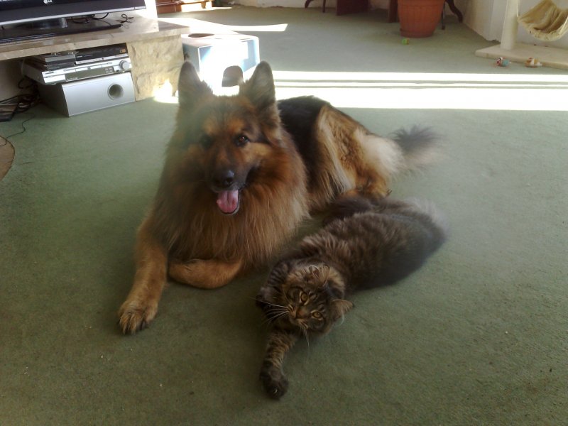 Max olbrzym o gołębim sercu z kotem Roofim