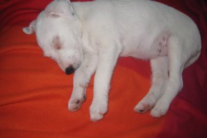 Śpiąca królewna :-)