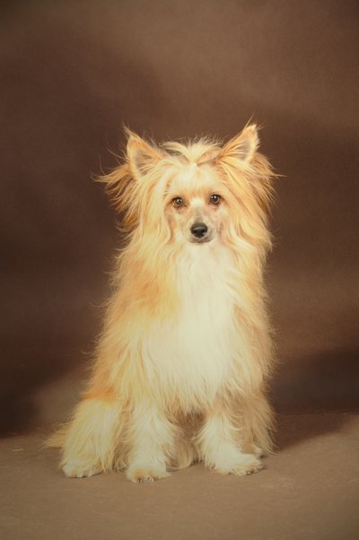 Twister grzywacz chiński