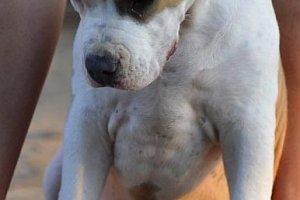 CZARUŚNA CHASZMA Nux Vomica