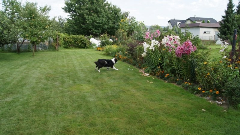 Nero uwielbia biegać