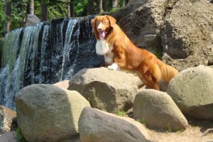 Nova Scotia Duck Tolling Retriever