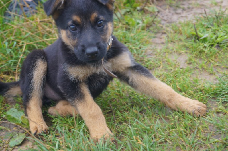 sonia   właściciel  magdalena  janculewicz